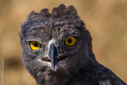 Martial Eagle