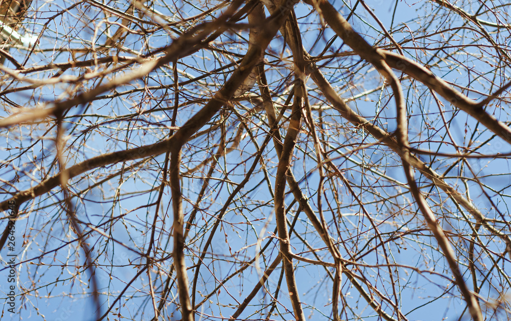 branches of a tree without leaves view from the bottom against the blue sky. branches of a tree without leaves view from the bottom against the blue sky.