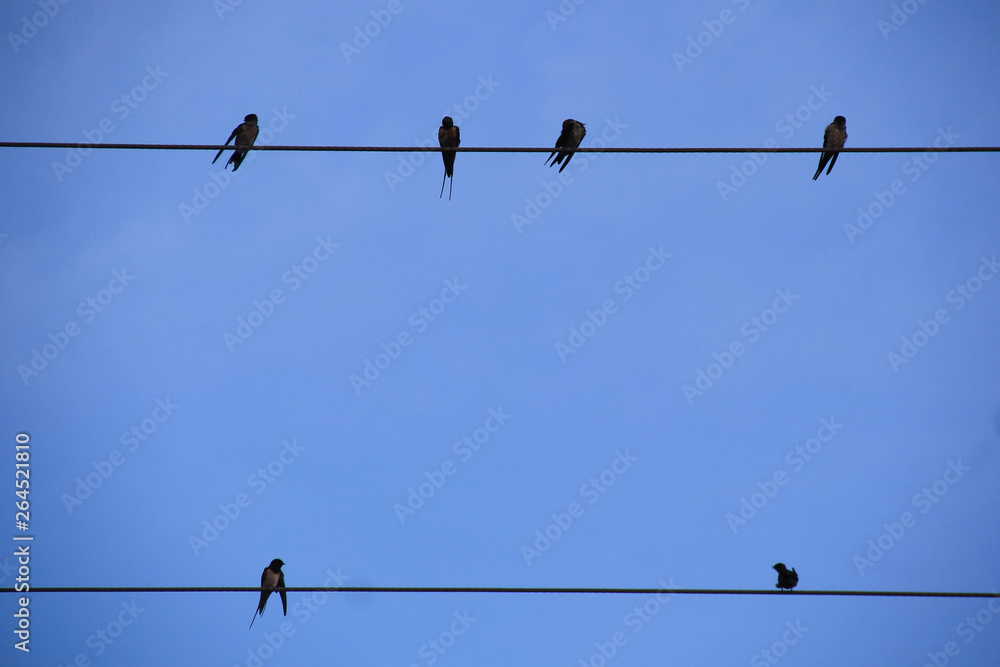 birds on wire birds on wire