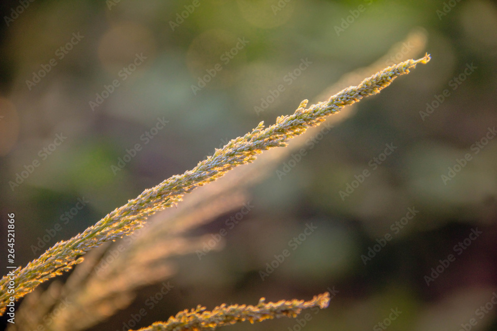 Naklejka premium dew on grass