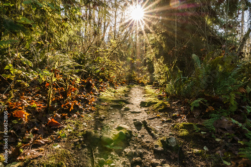 hiking trail in Burnaby Mountain park at sunny autumn day.