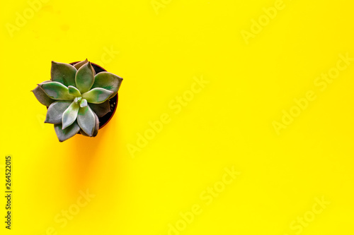 Echeveria plant. Beautiful pattern of green Succulent Echeveria isolated on yellow background. Minimal concept. Evergreen succulent perennials. Flat lay, top view.