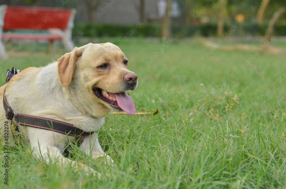 Cute innocent serious looking Labrador retriever dog sitting in a park with tongue out Cute innocent serious looking Labrador retriever dog sitting in a park with tongue out