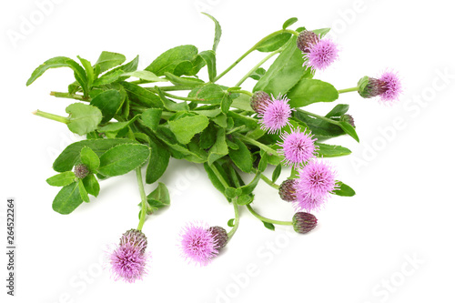 Burdock flowers isolated on a white background. Arctium lappa