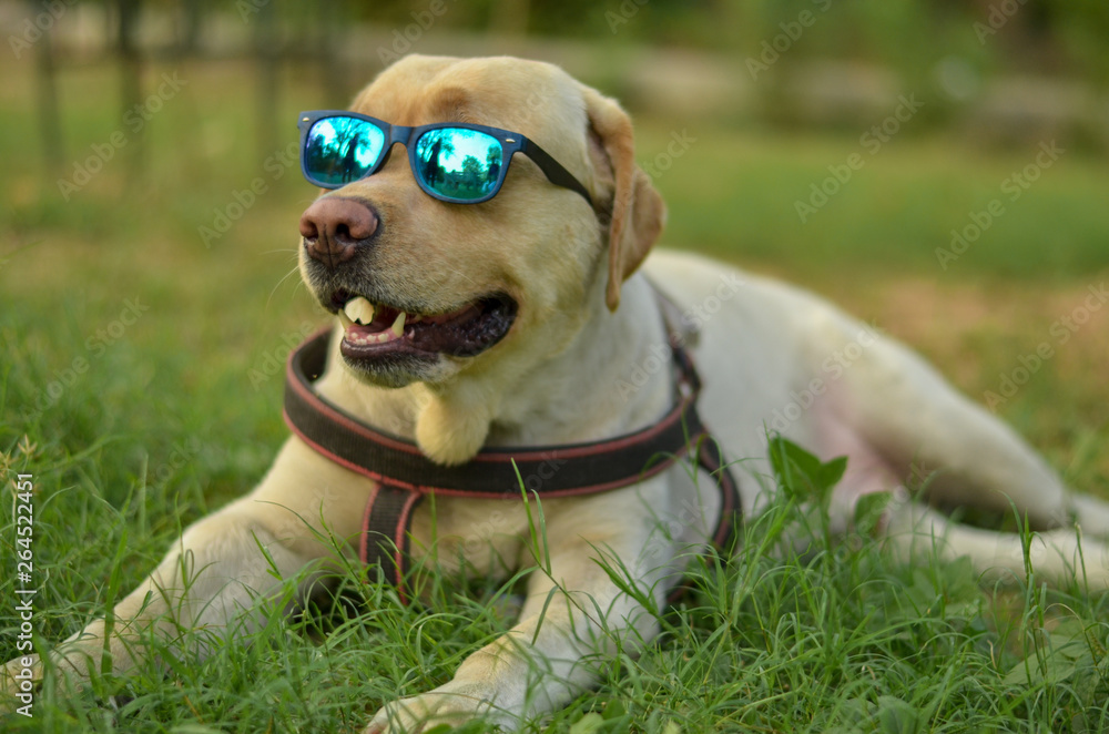Funny laughing golden Labrador retriever dog with tongue out posing with  goggles in a park Stock Photo | Adobe Stock