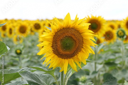 Beautiful sunny flower  Huge fields of blooming sunflower.