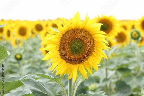 Beautiful sunny flower! Huge fields of blooming sunflower.