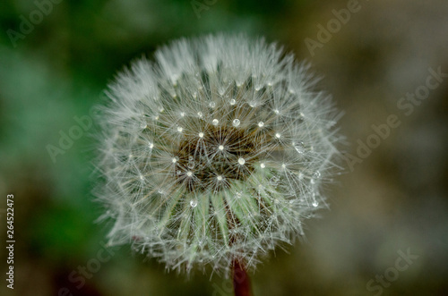 Dandelion  puff flower