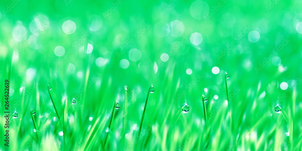 Dew drops on the green tender grass. Summer fresh blur background.