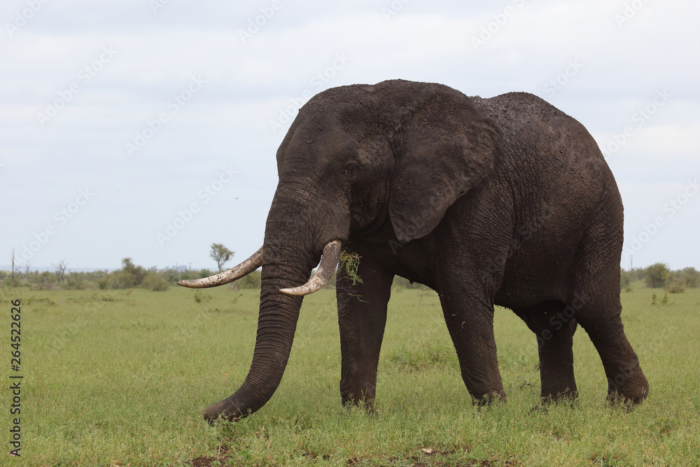 Obraz premium Afrikanischer Elefant / African elephant / Loxodonta africana