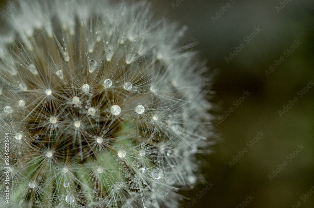 Fototapeta premium Dandelion, puff flower