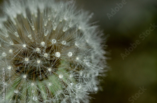 Dandelion  puff flower