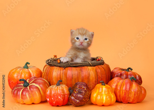Obraz na plátně Adorable tiny orange ginger tabby kitten sitting in an autumn pumpkin basket surrounded by pumpkins and squash on an orange background with copy space