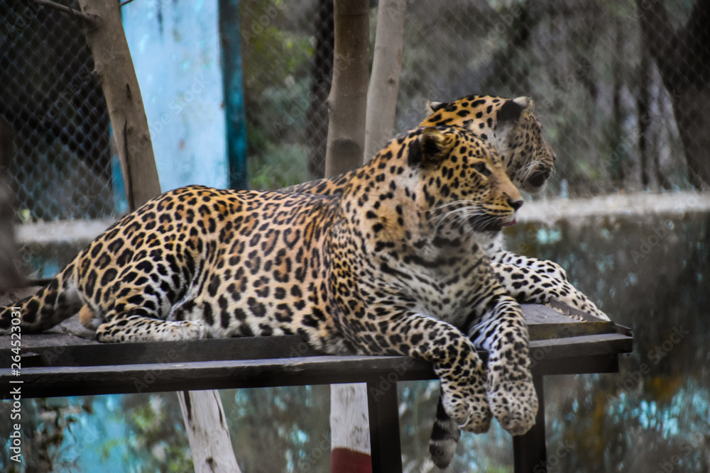 Naklejka premium leopards resting on a high set bench