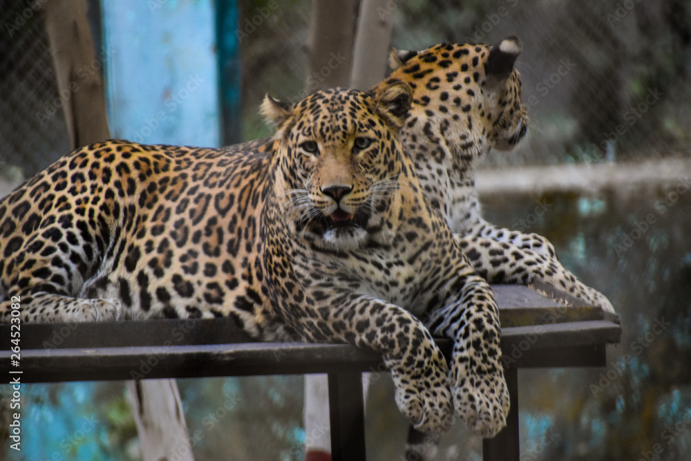 Naklejka premium leopard in tree, posing for a perfect shot