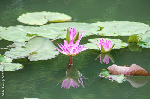 Water lily