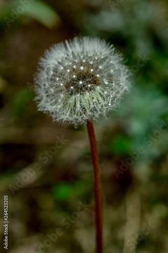 Dandelion  puff flower