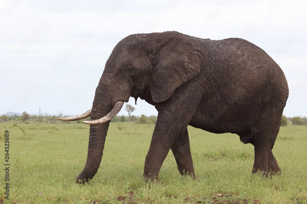 Afrikanischer Elefant / African elephant / Loxodonta africana Afrikanischer Elefant / African elephant / Loxodonta africana