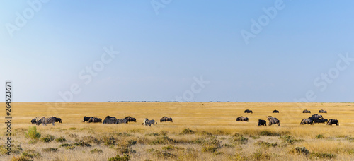 Group of zebras and wildebeest / Group of zebras and wildebeest in Etosha National Park.