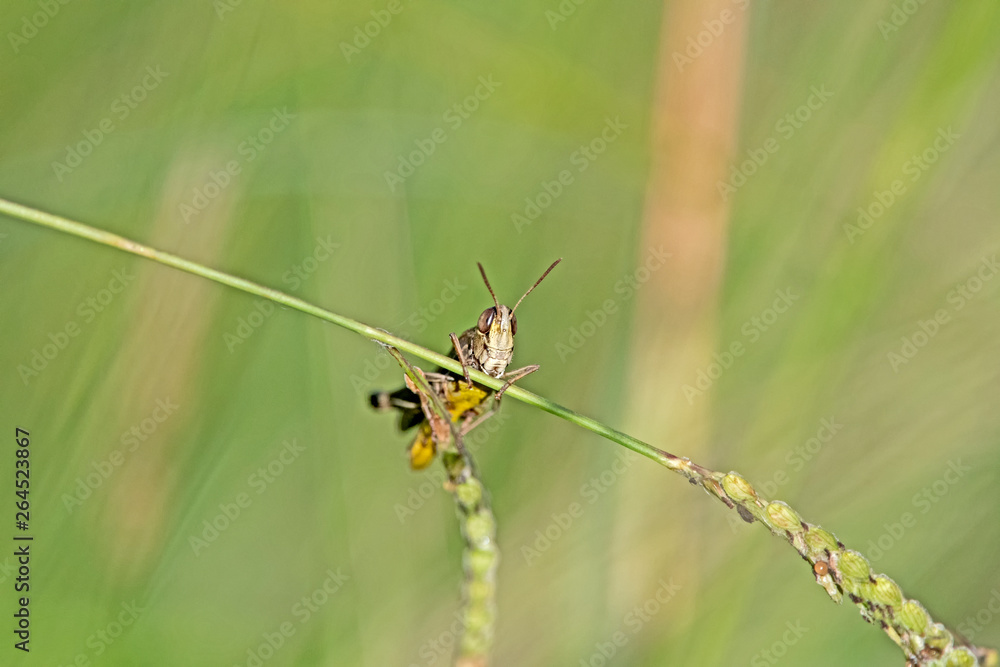Grasshopper on grass Grasshopper on grass