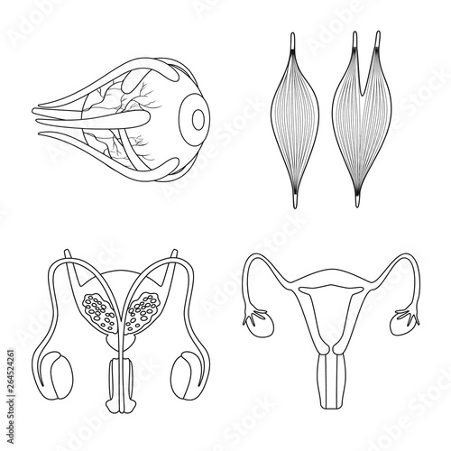 Vector design of anatomy and organ sign. Collection of anatomy and medical stock vector illustration.