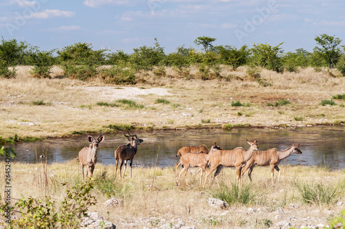 Group of Kudus, Strepsiceros, at a water hole / Group of kudus at a water hole in the Etosha National Park.