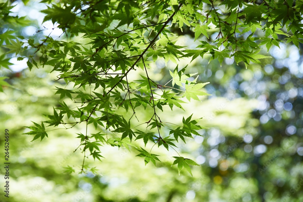 Fresh green of the Japanese maple Fresh green of the Japanese maple