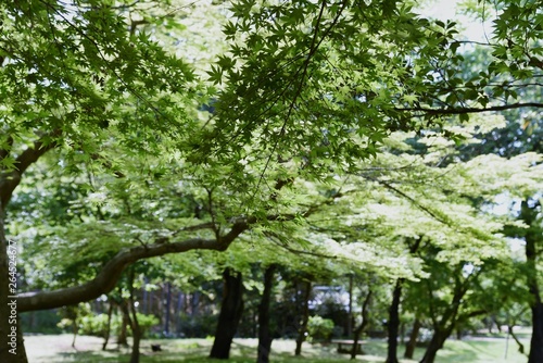 Fresh green of the Japanese maple