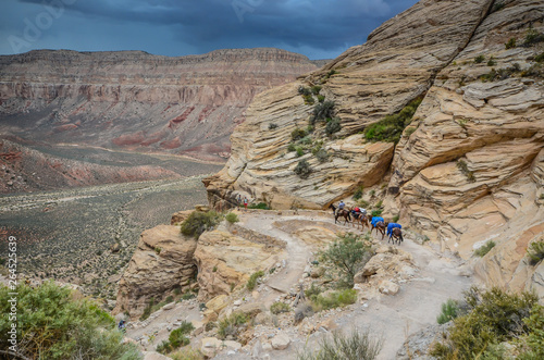 Photography Mule Train - Havasu Canyon - Grand Canyon West