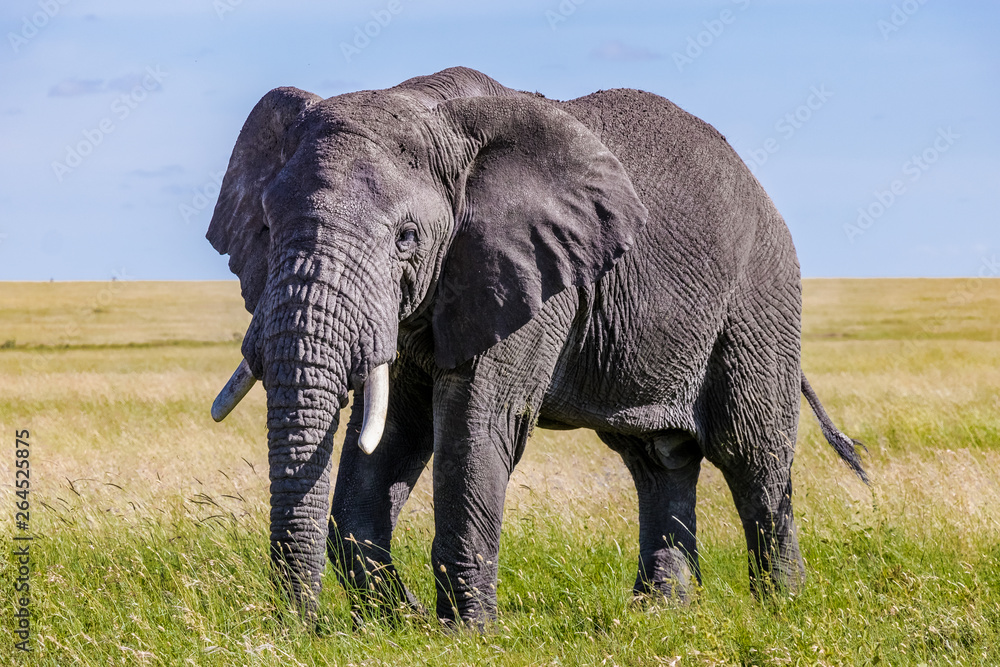 Fototapeta premium elephant in tanzania