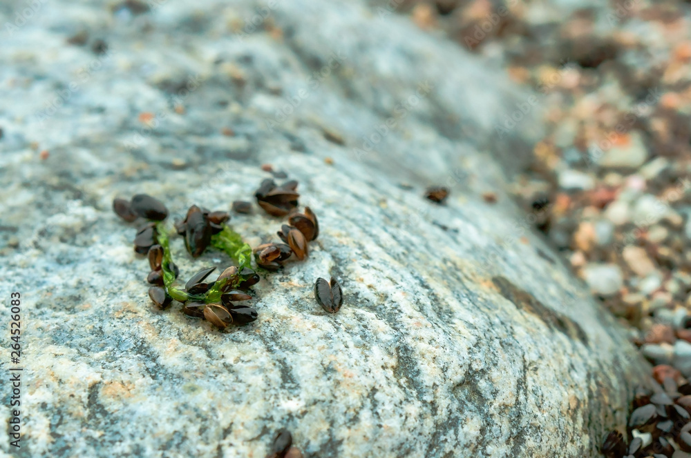 Small seashells on a gray. Mussel Mytilus edulis black.