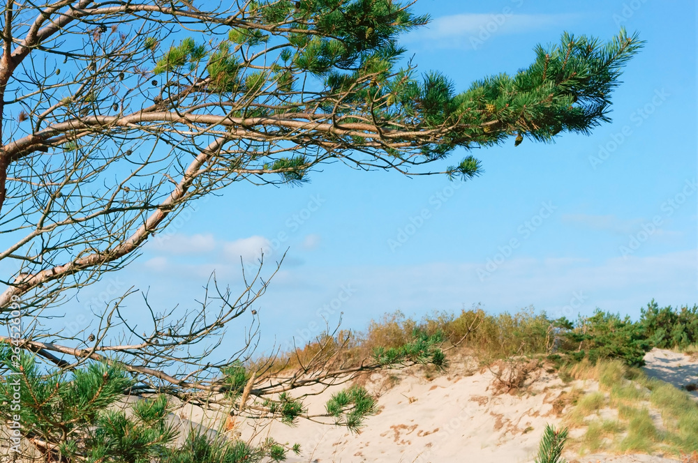 Pine forest on the seashore. Pine branch and sand dune.