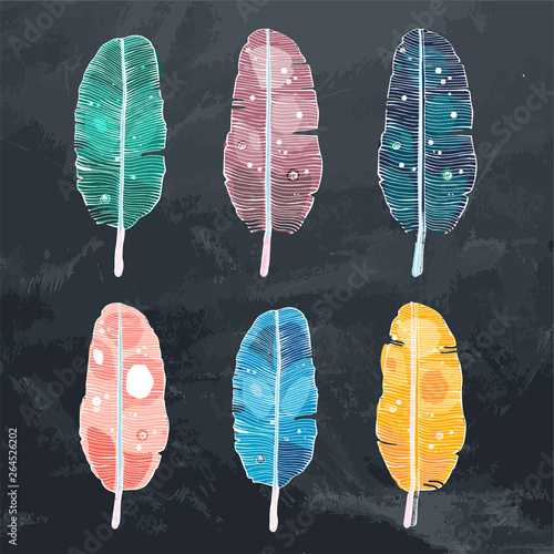 Bird feather, colorful detailed set, isolated on grunge chalky background. Scketched illustration of ethnic feathers,boho style.Elements for tattoo.
