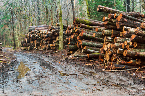 Fototapeta Naklejka Na Ścianę i Meble -  Cutting down trees. Logging. Trunks of felled trees. Deforestation.