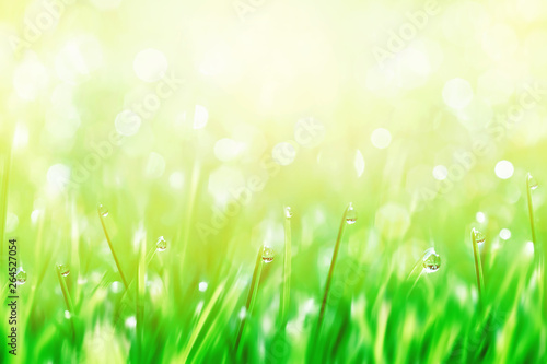 Dew drops on the green tender grass. in the sunlight. Summer sunny fresh blur background. Free copy space.