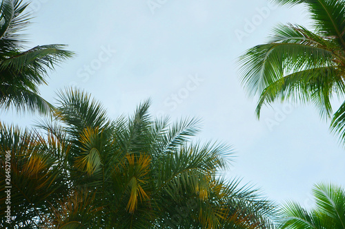 Tropical coconut palm tree abstract background with copy space  Summer vacation and travel concept