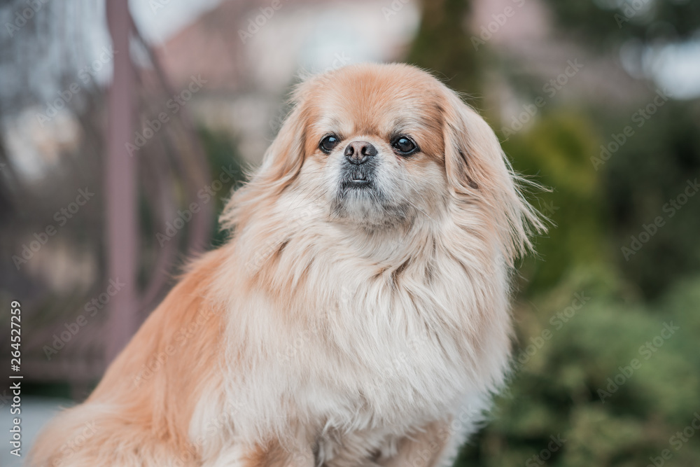 Portrait of sad philosophical dog, sadness concept Portrait of sad philosophical dog, sadness concept