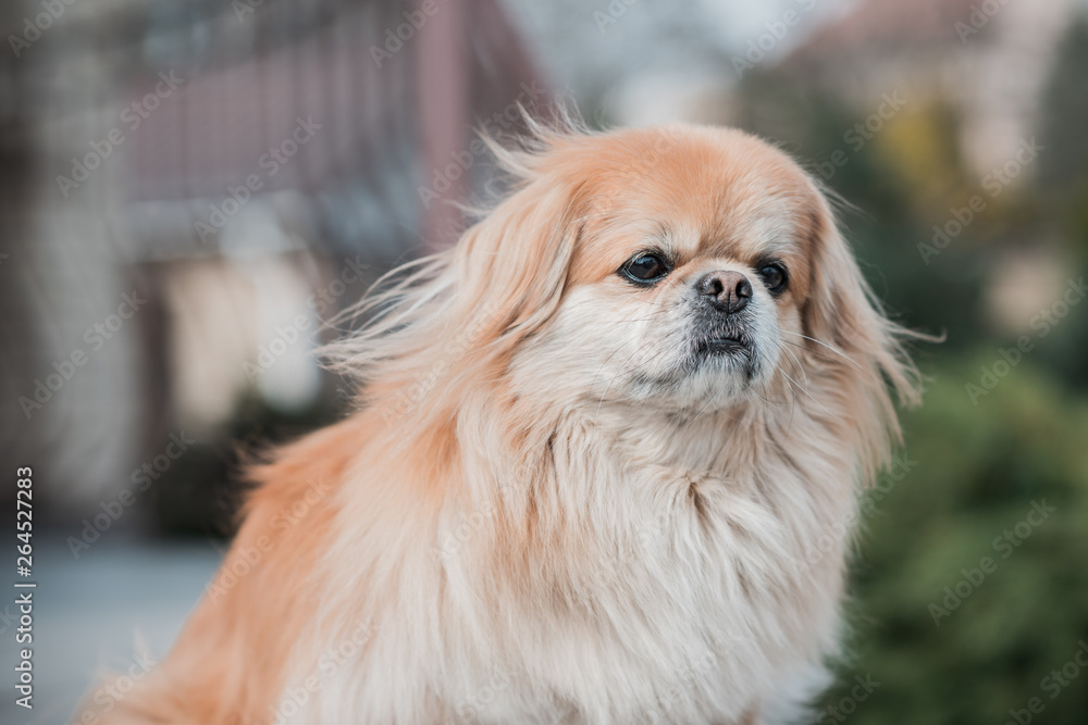 Portrait of sad philosophical dog, sadness concept 