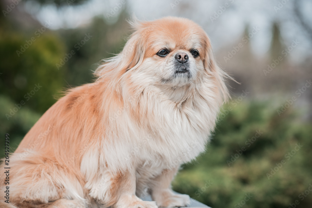 Portrait of sad philosophical dog, sadness concept 