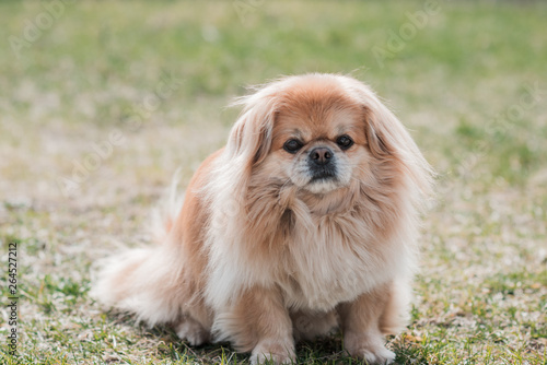 Portrait of sad philosophical dog, sadness concept 