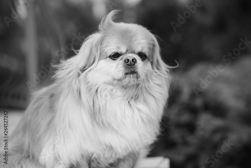 Portrait of sad philosophical dog, sadness concept 