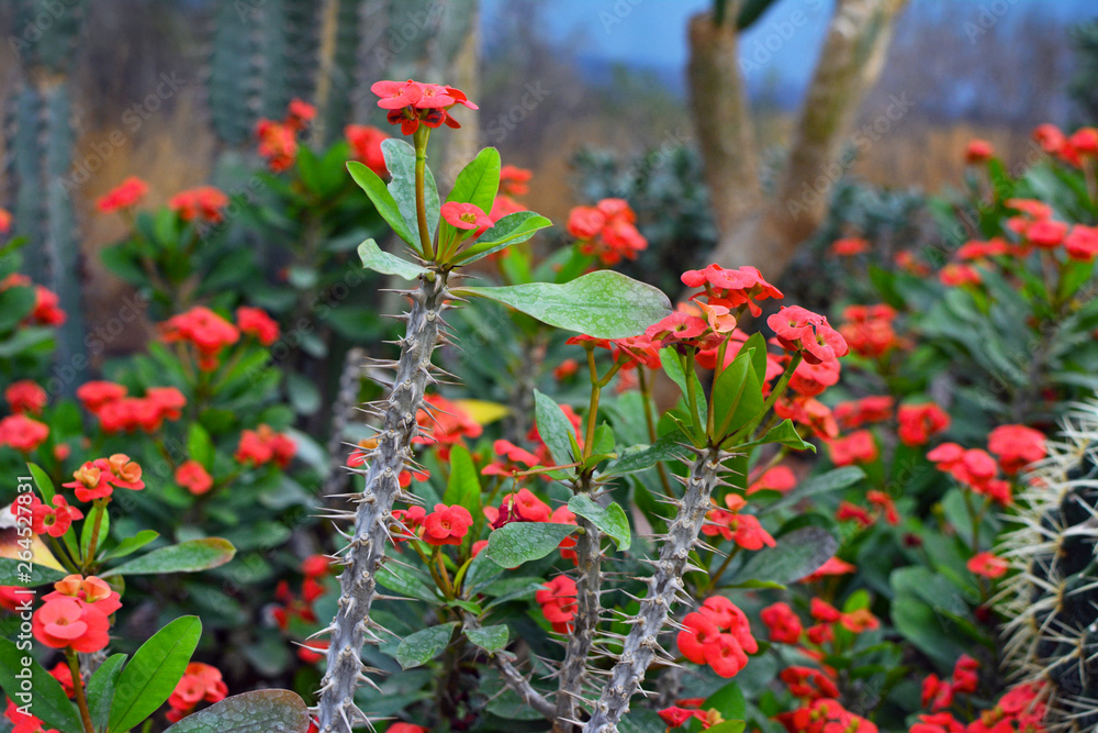 Exotic Euphorbia Milii Crown Of Thorns succulent plant with long spiked stem and red blooming flowers