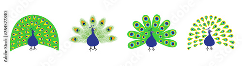 Peacock set line. Feather out open tail. Beautiful Exotic tropical bird. Zoo animal collection. Cute cartoon character. Decoration element. Flat design. White background. Isolated.