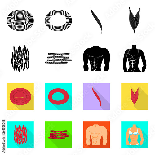 Isolated object of fiber and muscular logo. Set of fiber and body  stock symbol for web.