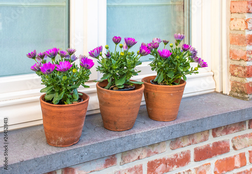 Blooming African daisies in vintage terracotta pots on a bluestone windowsill at a window.