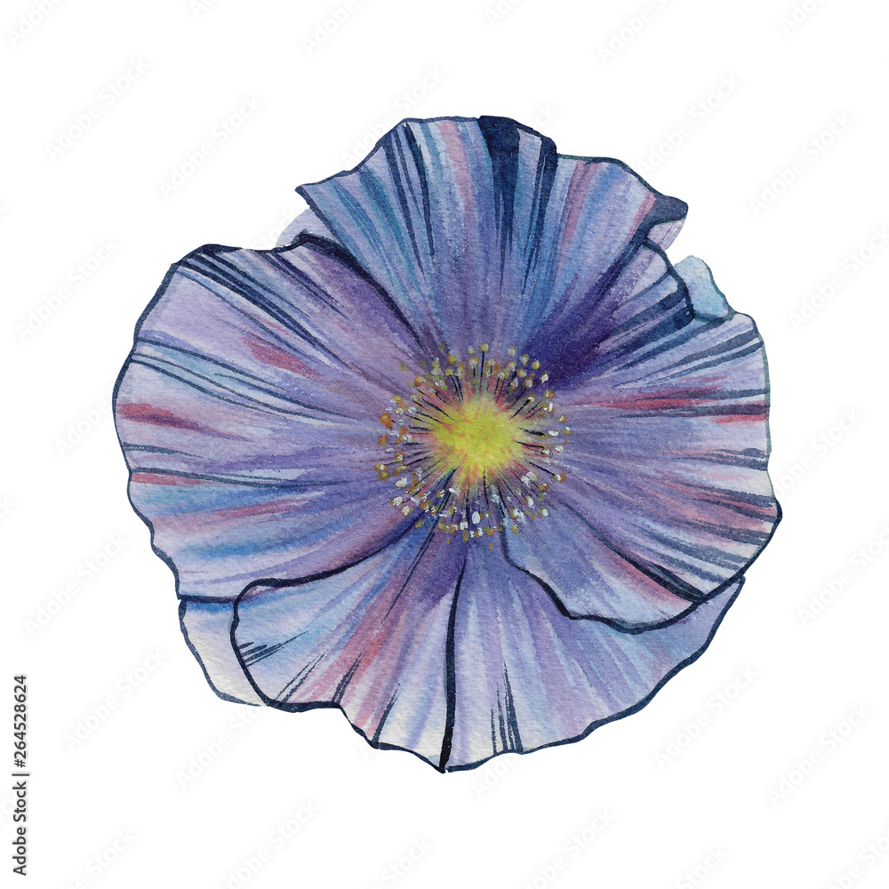 Watercolor flower isolated on white background. Hand draw flower watercolor illustration. Design element of the flower.