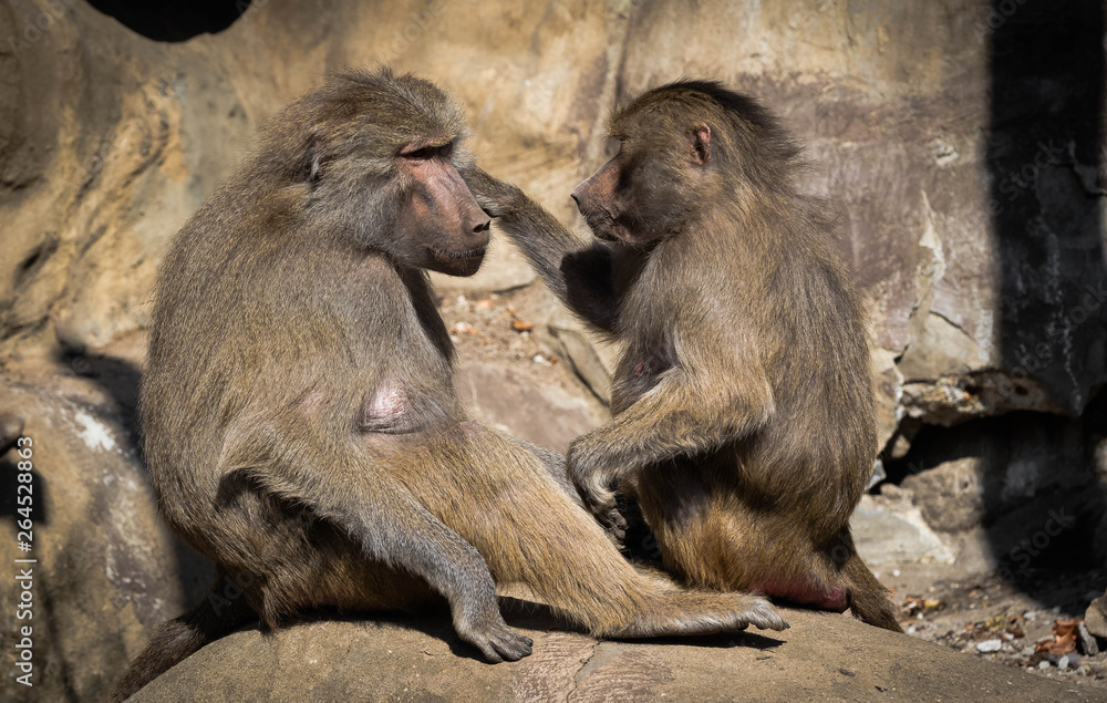 Two baboon monkeys grooming each other. Close up.