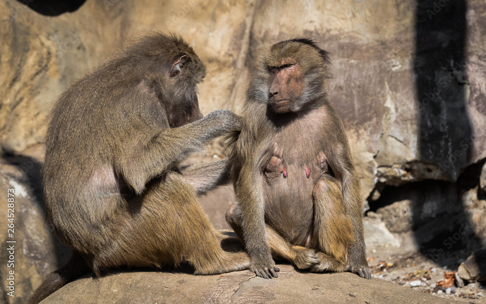 Two baboon monkeys grooming each other. Close up.