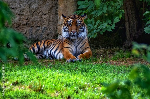 Fototapeta Naklejka Na Ścianę i Meble -  The Siberian tiger (Panthera tigris altaica), also known as the Siberian, Amur, Altai, Korean, Manchurian or North Chinese tiger, is the largest feline beast and the third largest land animal ever aft