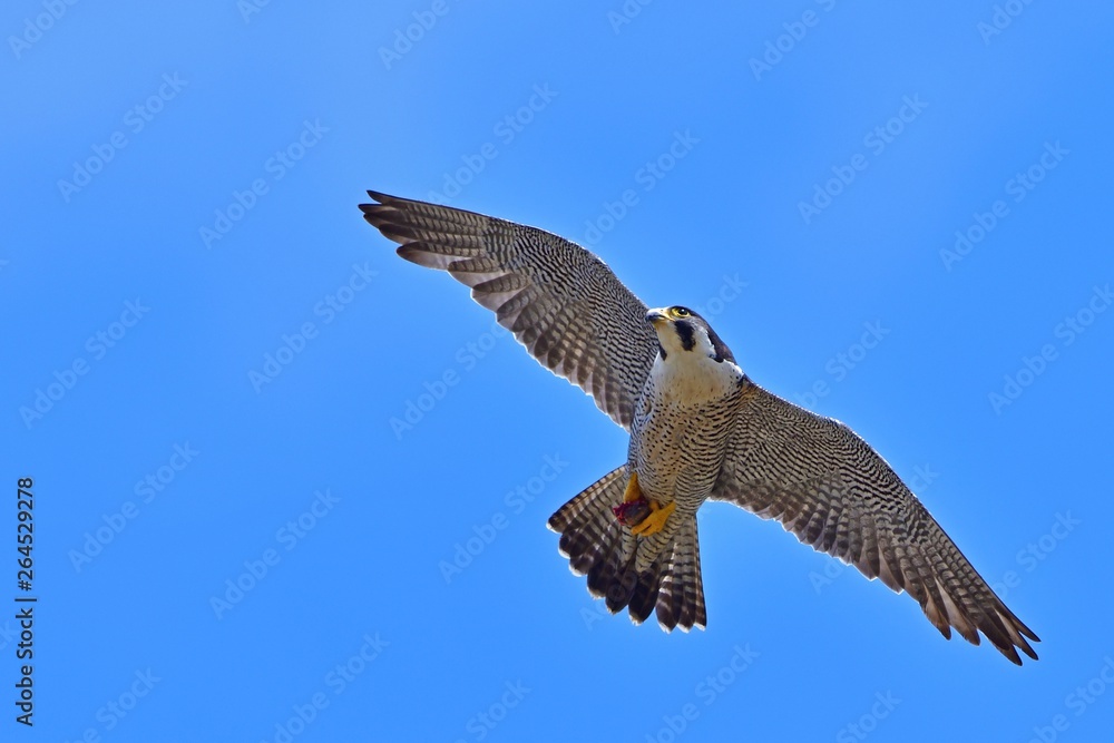 Obraz premium せっせと餌を運ぶ繁殖期のハヤブサ 